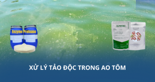 Xử lý tảo độc trong ao tôm